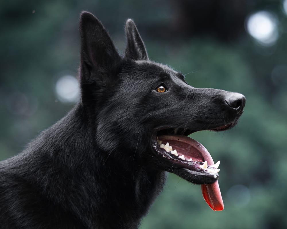 Welcome to Our Clinton Township Animal Hospital